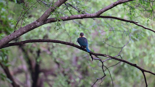 Stork-billed Kingfisher - ML624136264