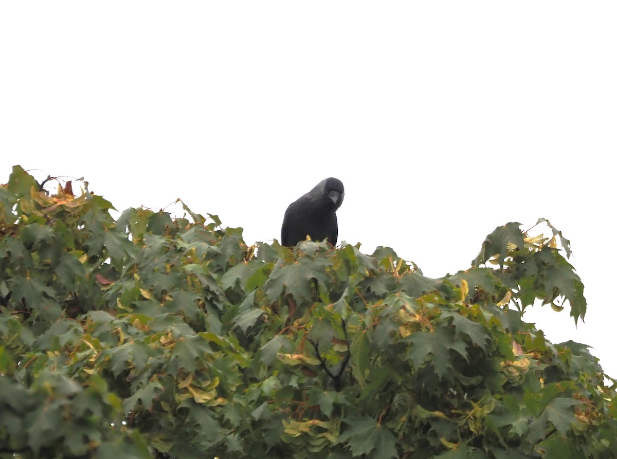 Eurasian Jackdaw - Uma Sachdeva