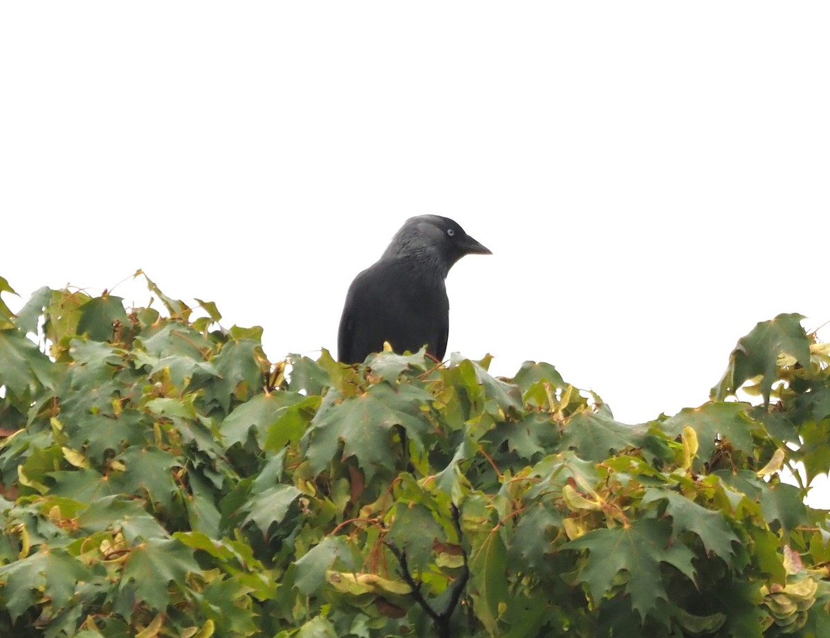 Eurasian Jackdaw - ML624136276