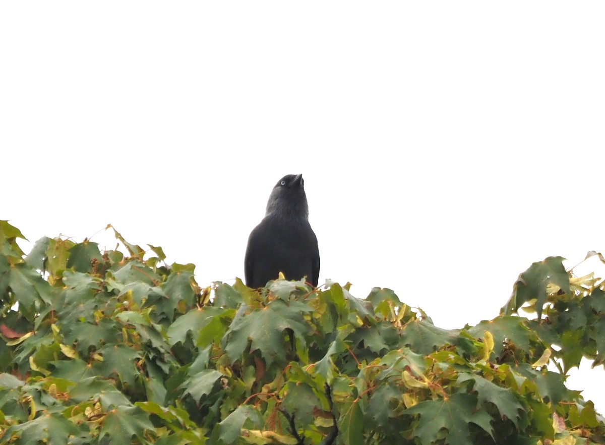 Eurasian Jackdaw - ML624136277