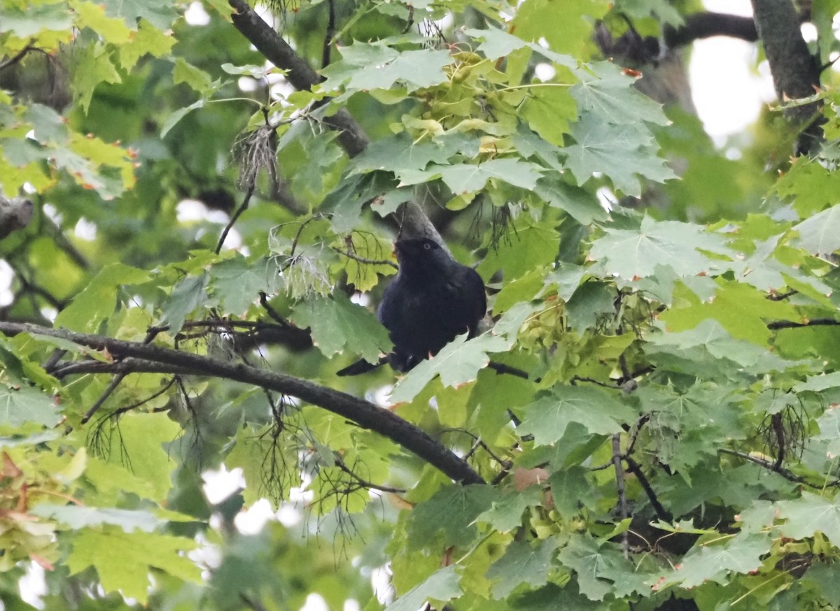 Eurasian Jackdaw - Uma Sachdeva