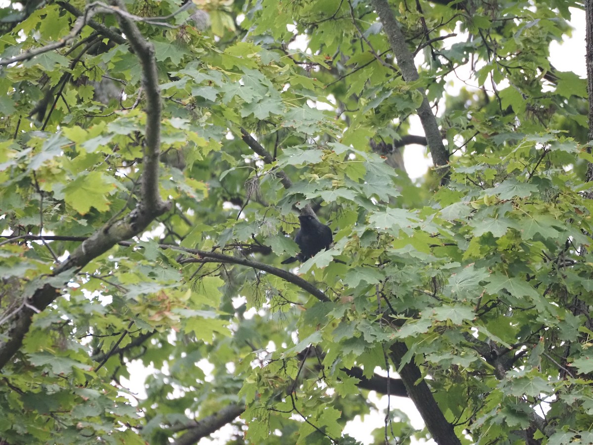 Eurasian Jackdaw - ML624136282