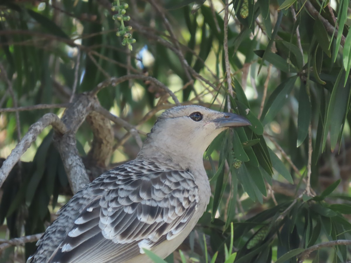 Great Bowerbird - ML624136286