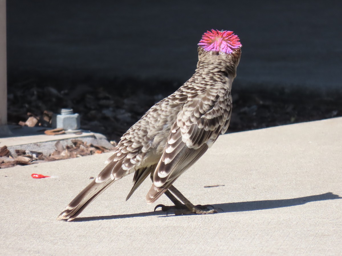 Great Bowerbird - ML624136287