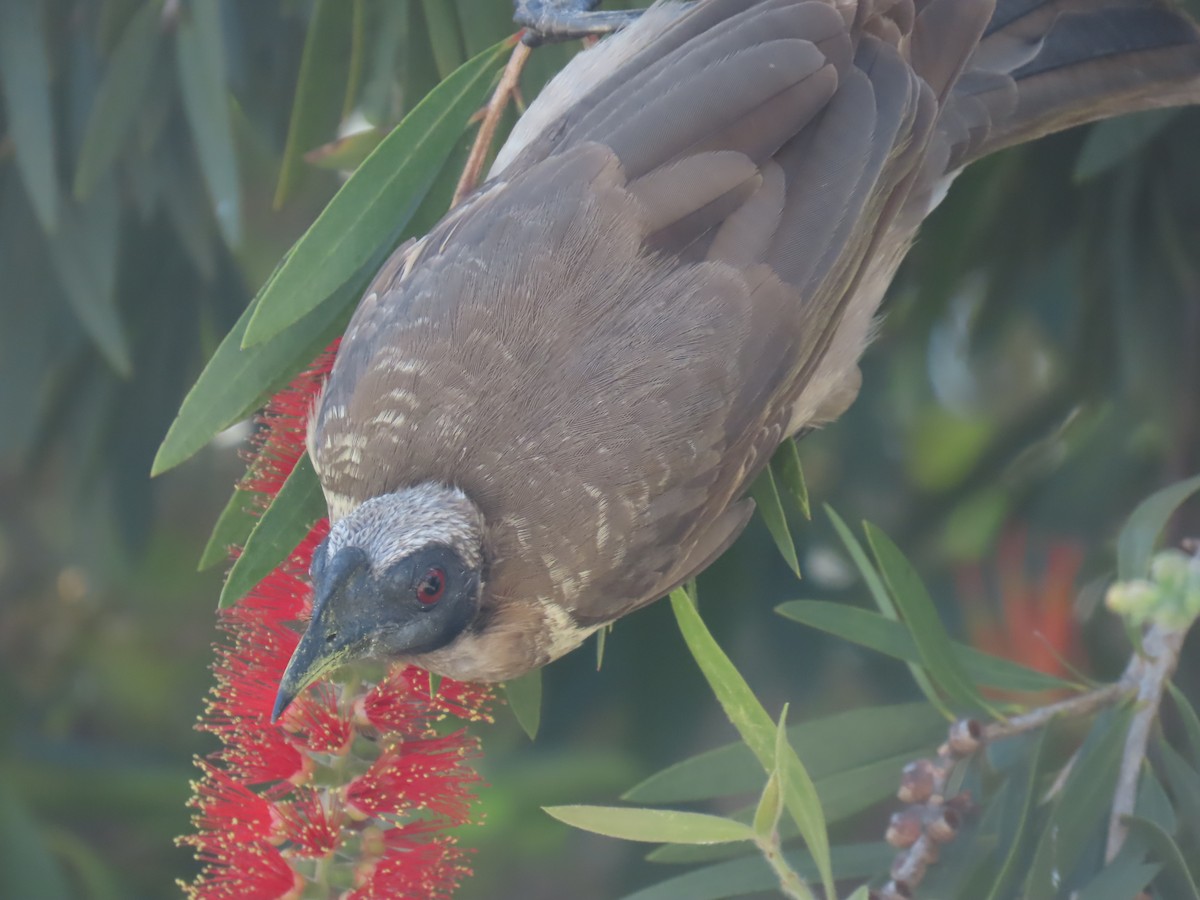 Helmeted Friarbird (Hornbill) - ML624136298