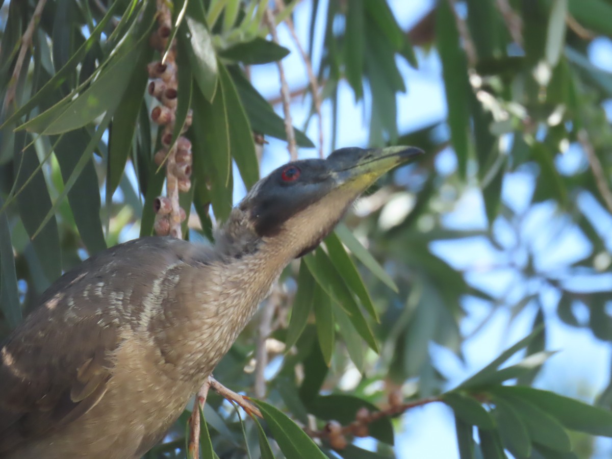 Helmeted Friarbird (Hornbill) - ML624136299