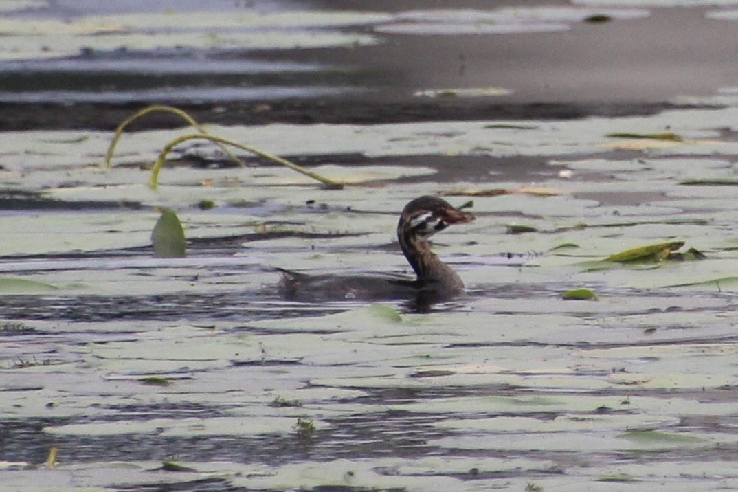 ringnebbdykker - ML624136305