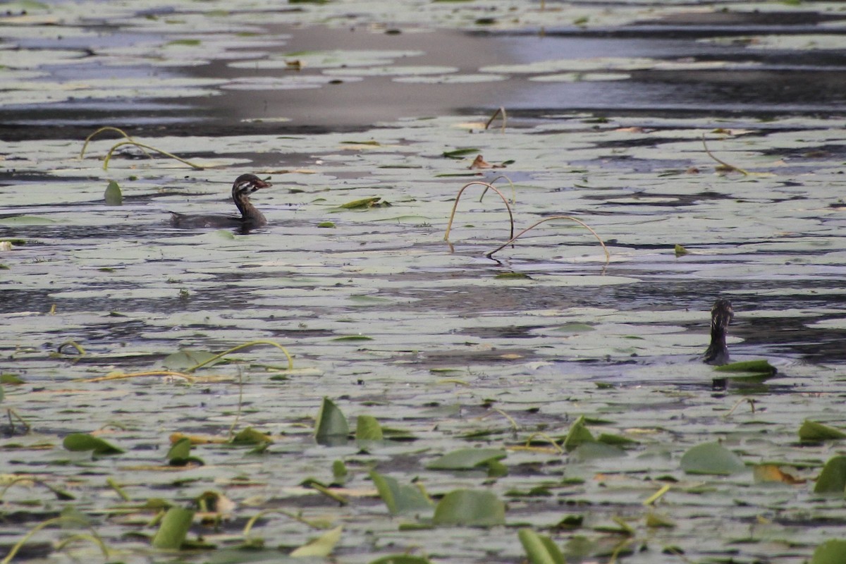 ringnebbdykker - ML624136306