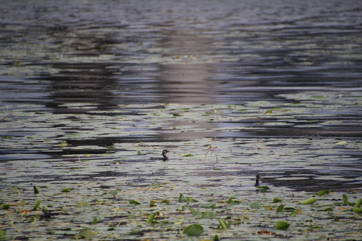 ringnebbdykker - ML624136307