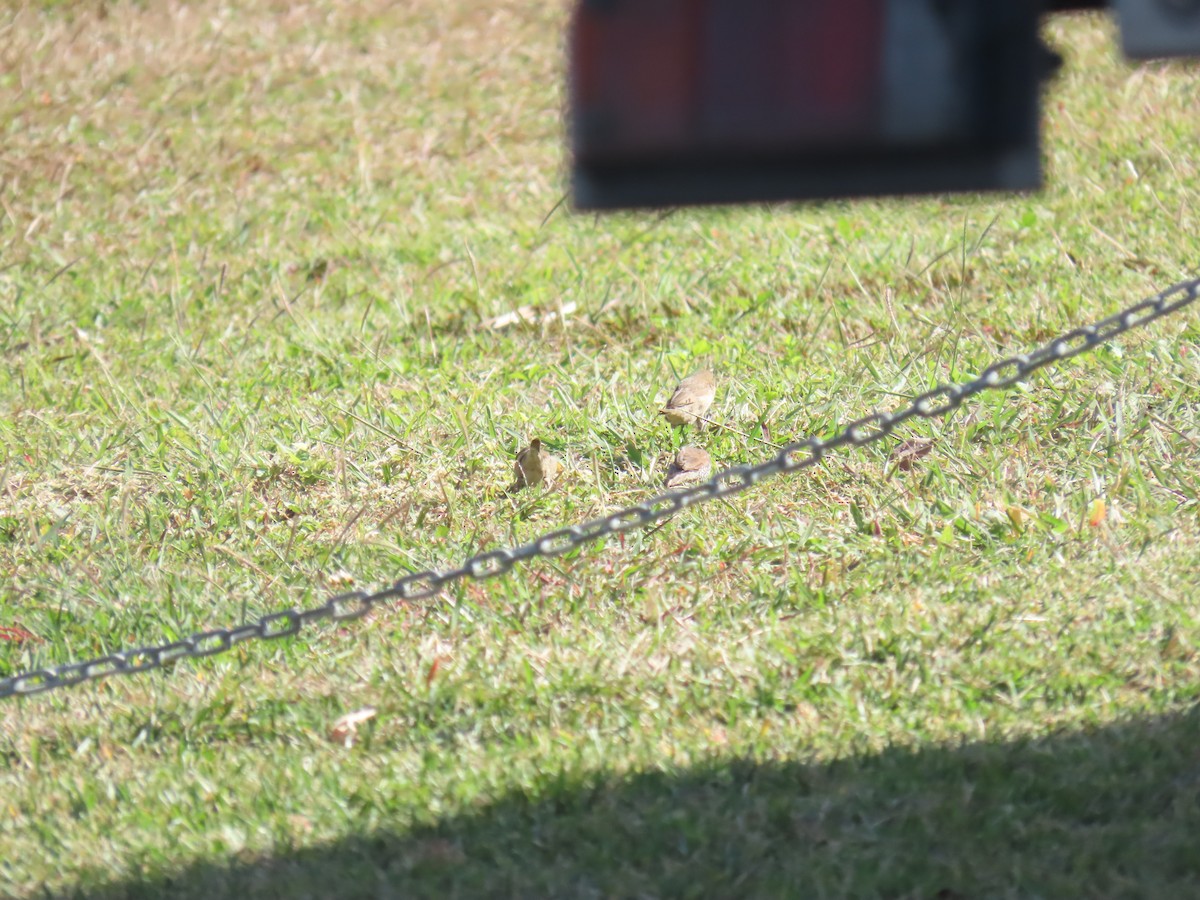 Scaly-breasted Munia - ML624136318