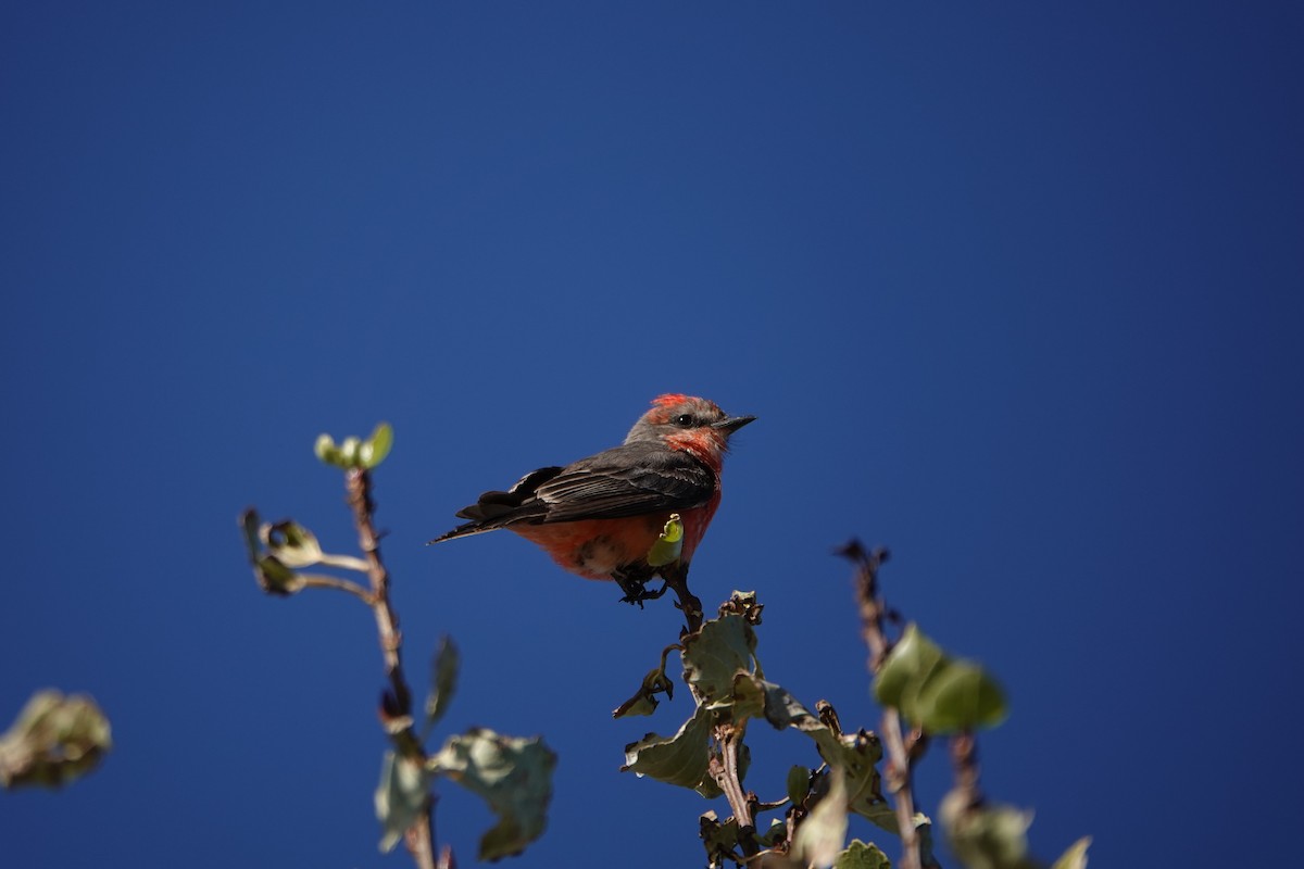 Vermilion Flycatcher - ML624136319