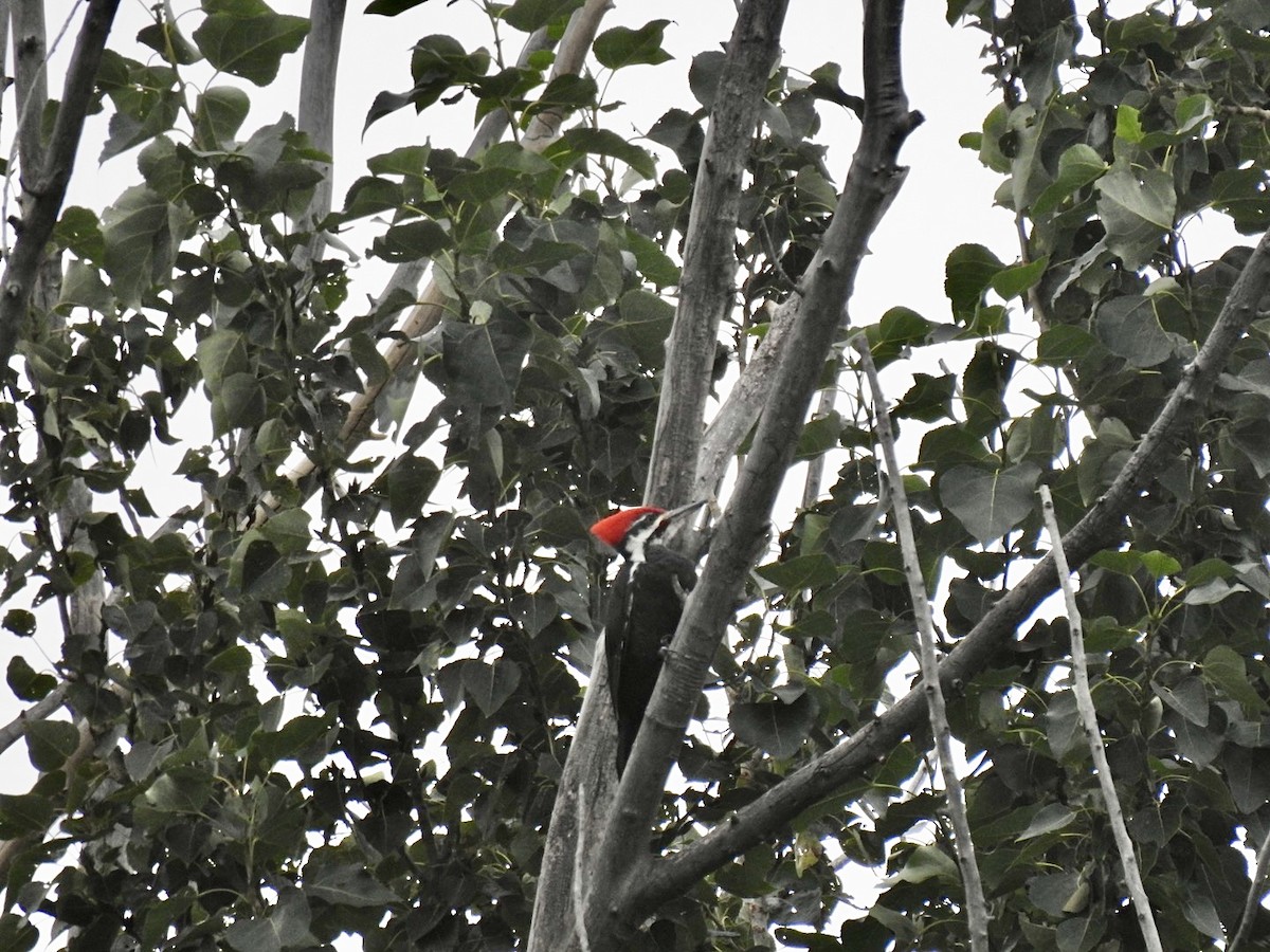 Pileated Woodpecker - ML624136320