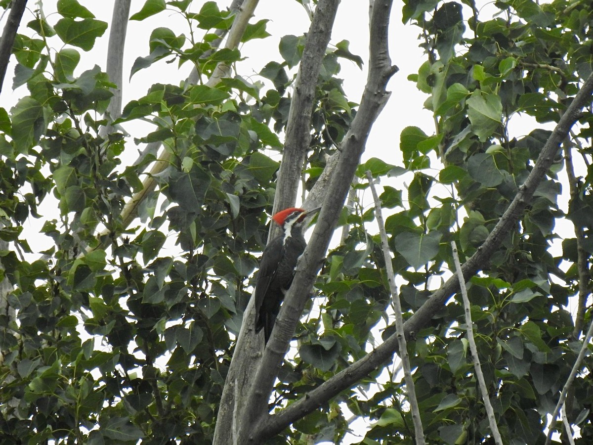 Pileated Woodpecker - ML624136321