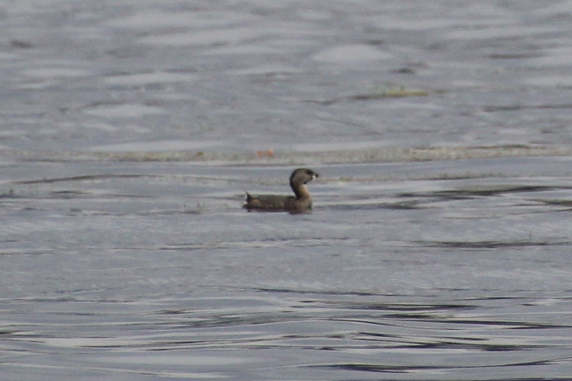 ringnebbdykker - ML624136322