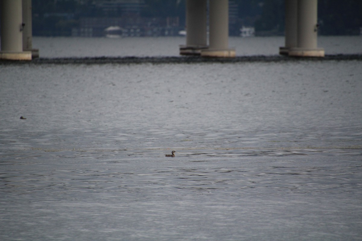 ringnebbdykker - ML624136323