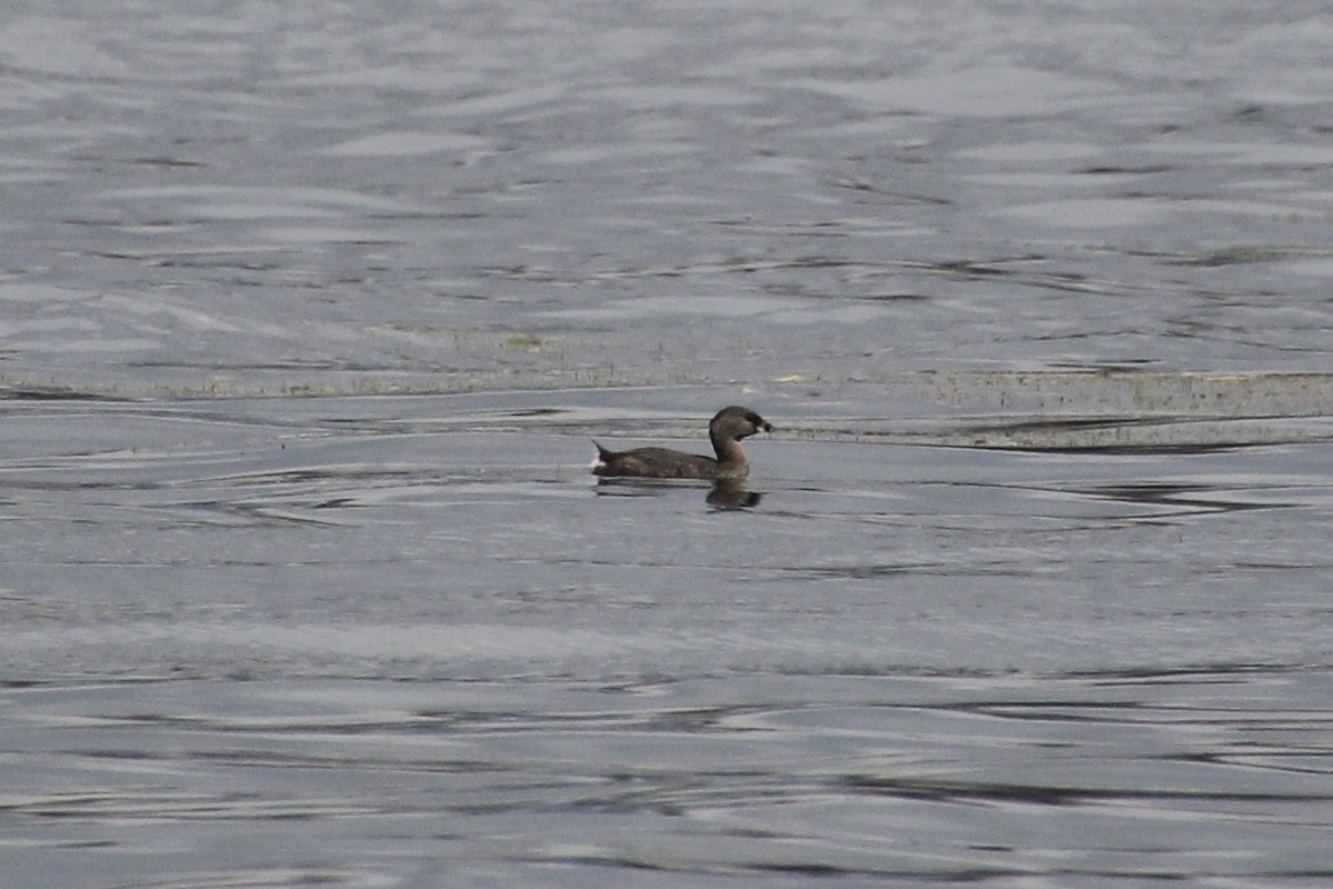 ringnebbdykker - ML624136327