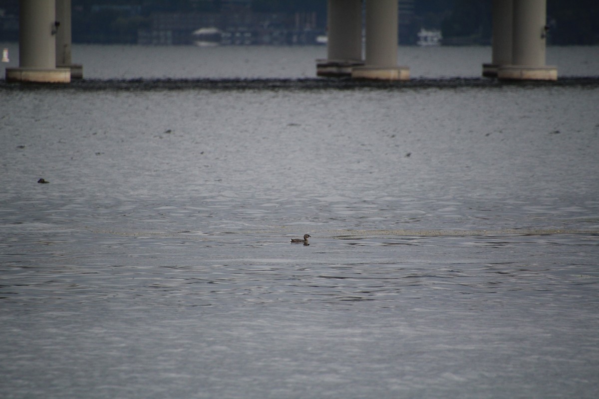 ringnebbdykker - ML624136328