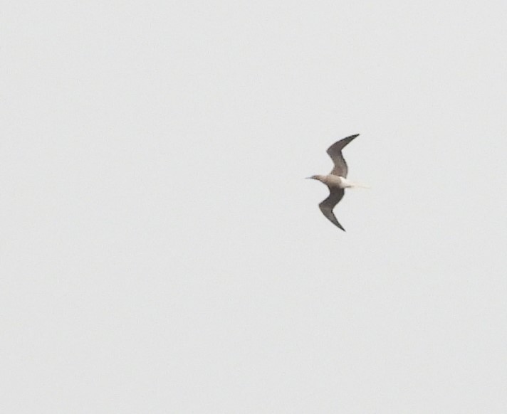 Red-footed Booby - ML624136329