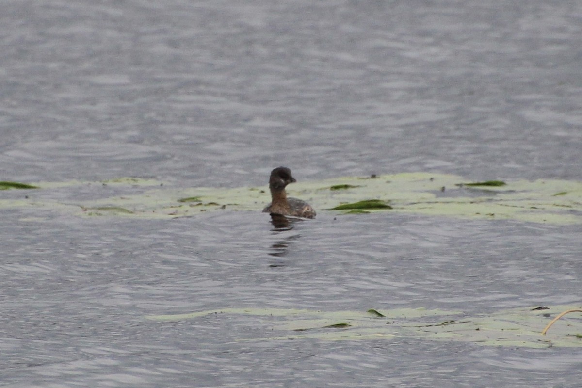 Pied-billed Grebe - Ann Monk