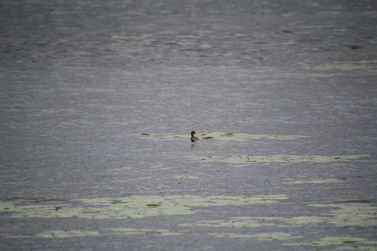 ringnebbdykker - ML624136334