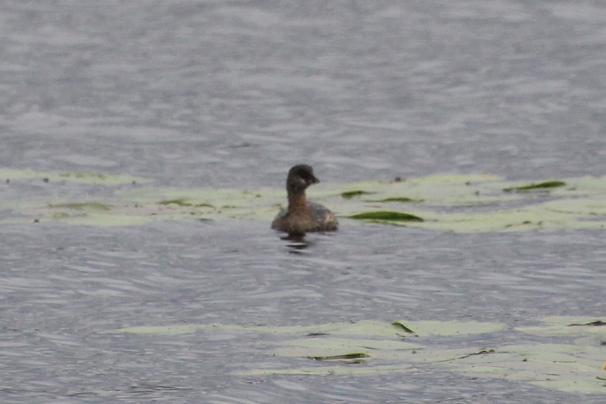 ringnebbdykker - ML624136336