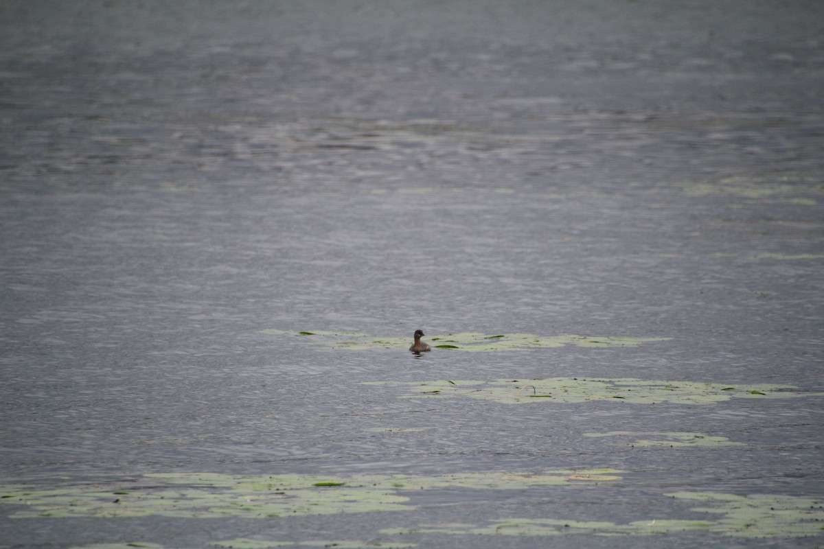 ringnebbdykker - ML624136337