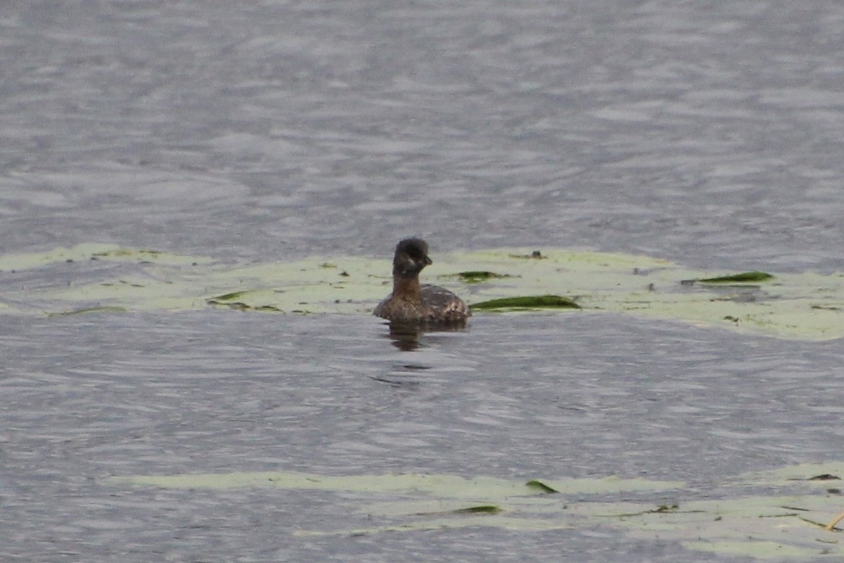 ringnebbdykker - ML624136338