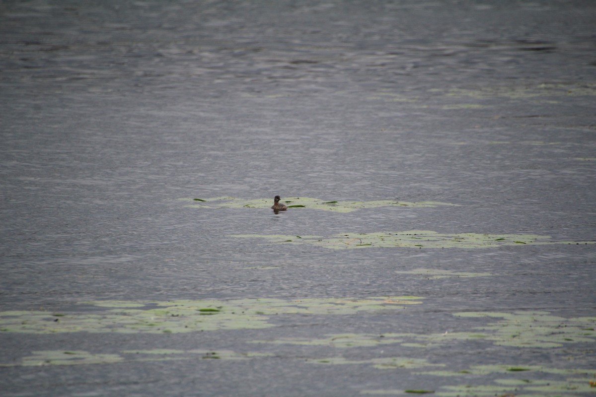 ringnebbdykker - ML624136339