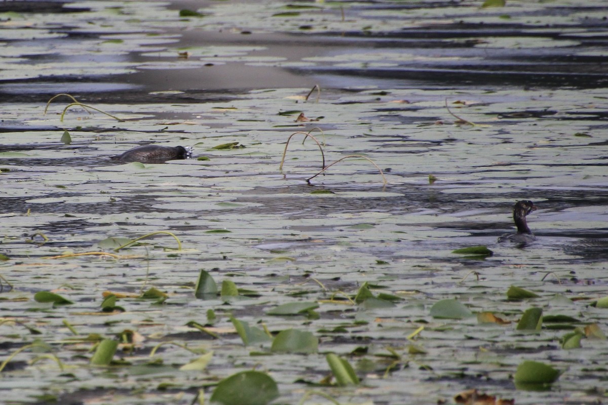 ringnebbdykker - ML624136341