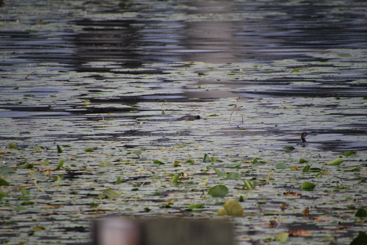 ringnebbdykker - ML624136342