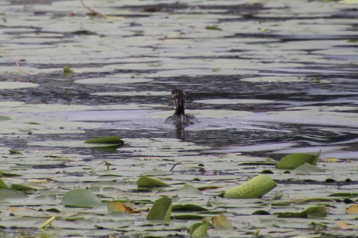 ringnebbdykker - ML624136346