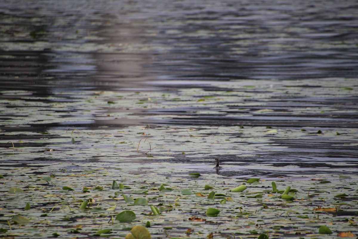 ringnebbdykker - ML624136347