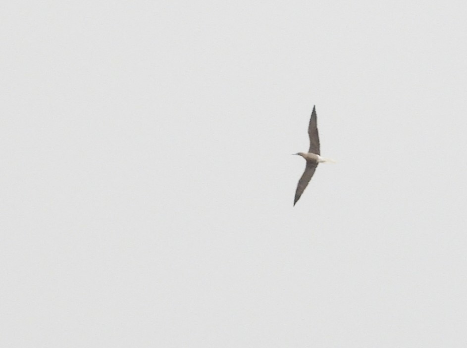 Red-footed Booby - ML624136348