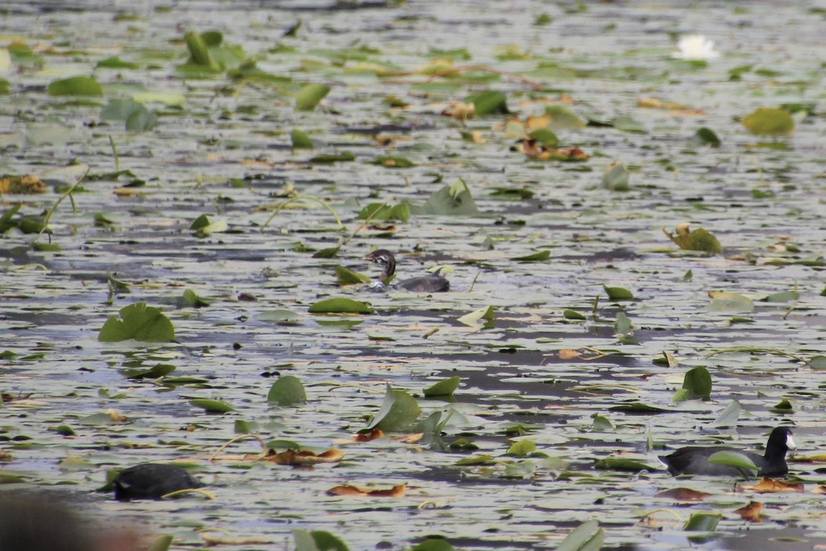 Pied-billed Grebe - Ann Monk