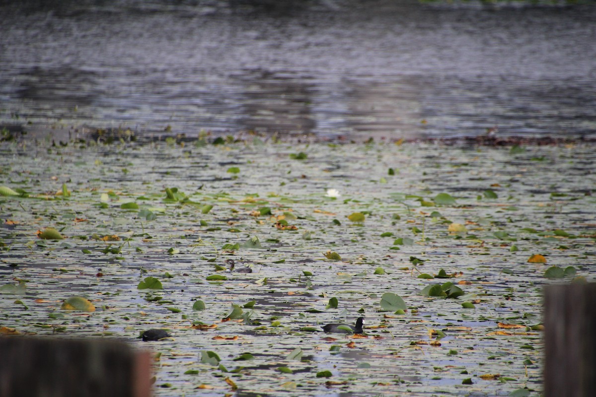 ringnebbdykker - ML624136351