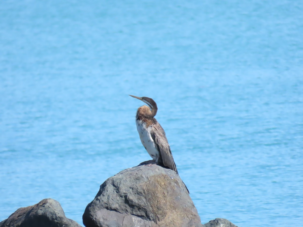 Australasian Darter - ML624136353