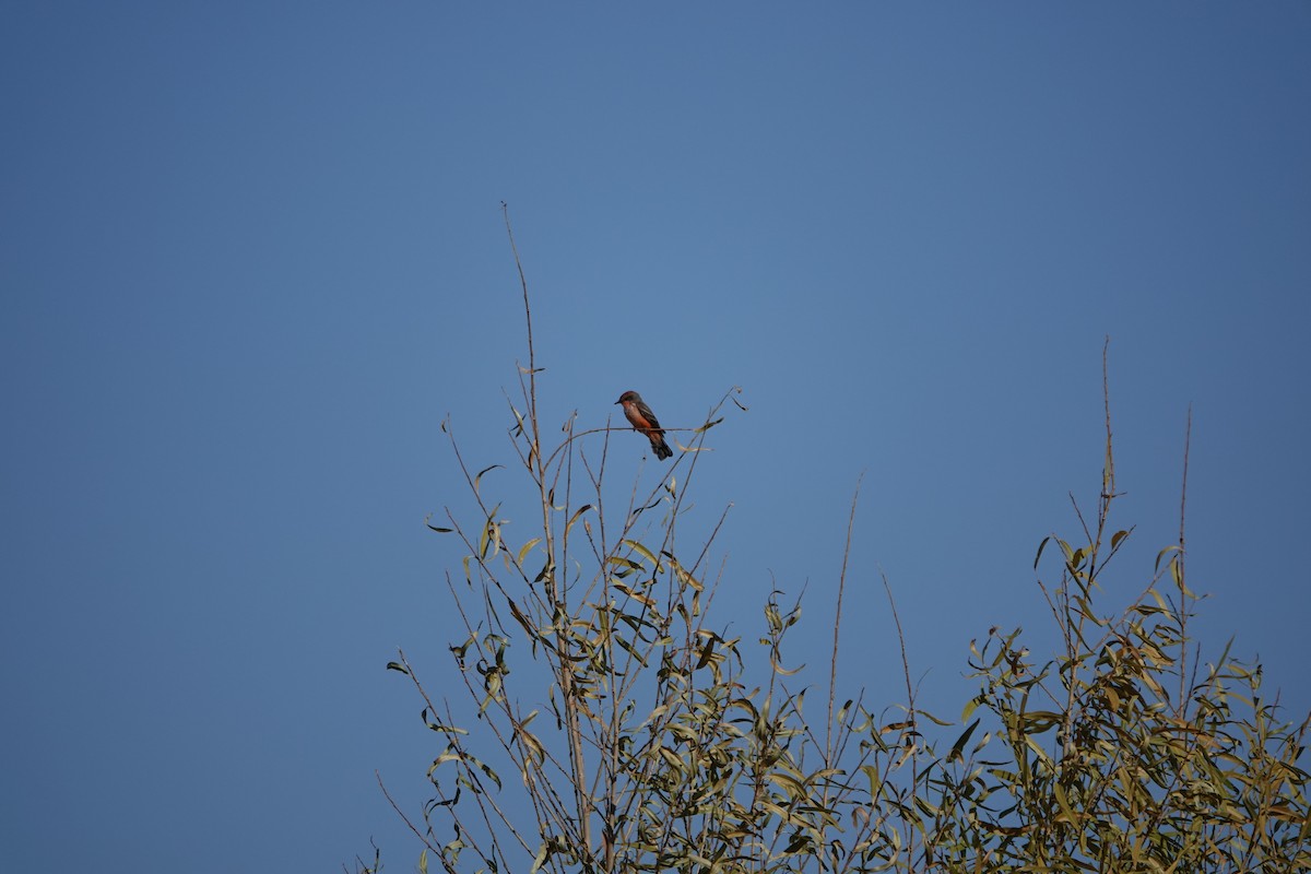 Vermilion Flycatcher - ML624136359