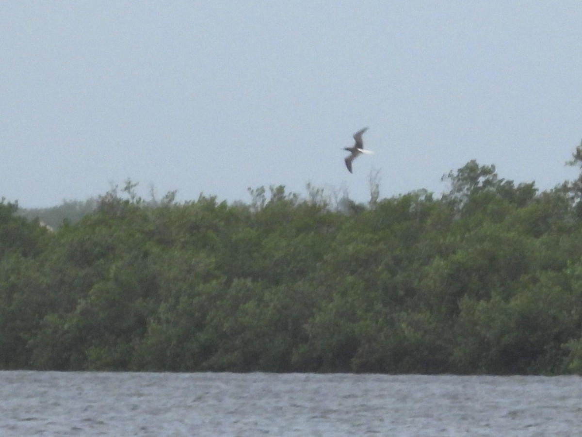 Red-footed Booby - ML624136360