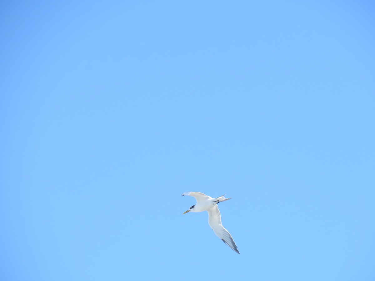 Great Crested Tern - ML624136368