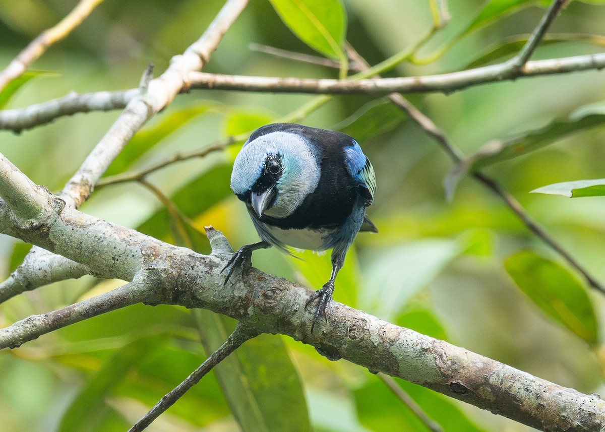 Masked Tanager - ML624136372