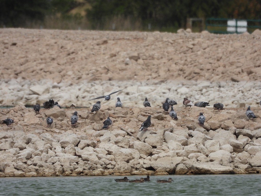 Rock Pigeon (Feral Pigeon) - ML624136409