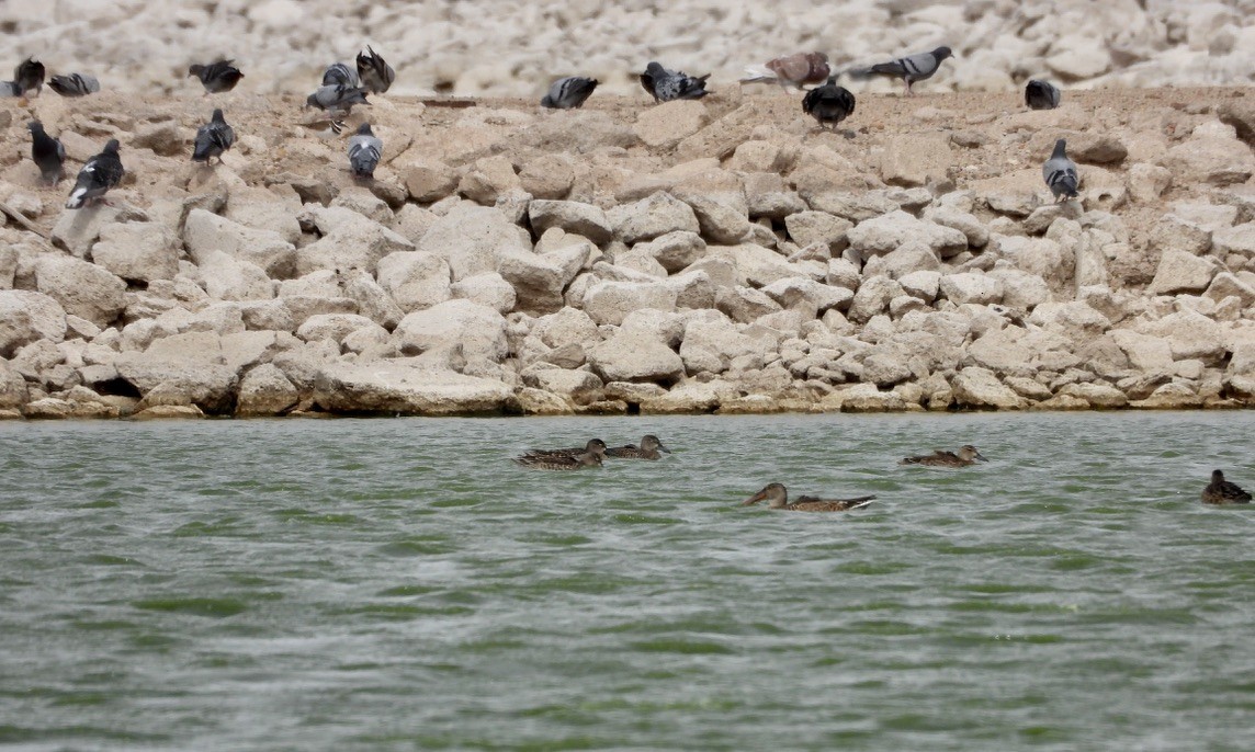 Northern Shoveler - ML624136412