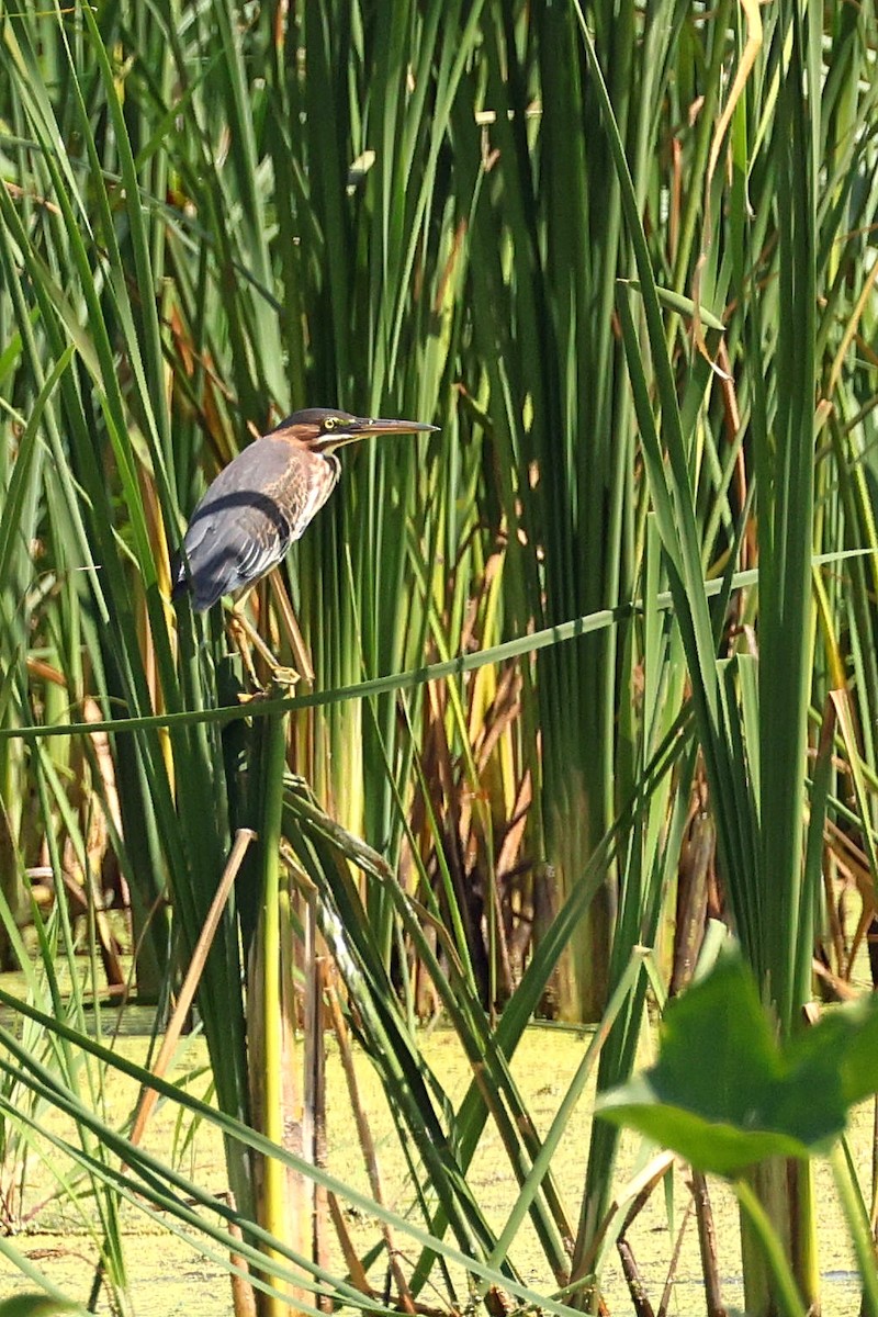 Green Heron - Anonymous