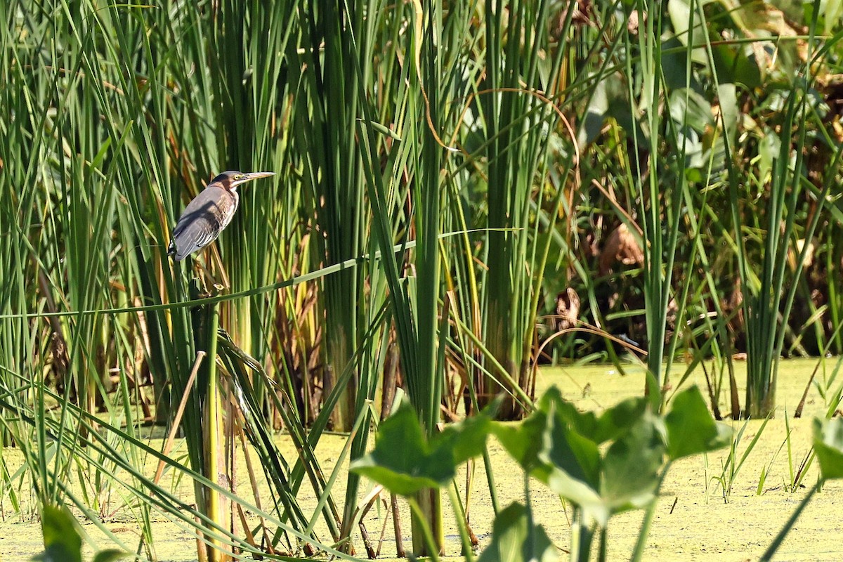 Green Heron - ML624136417