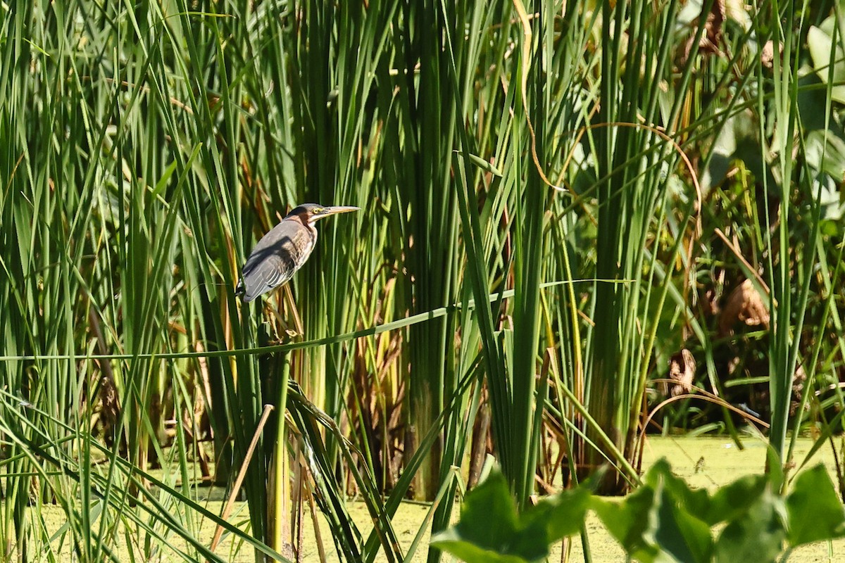 Green Heron - ML624136418