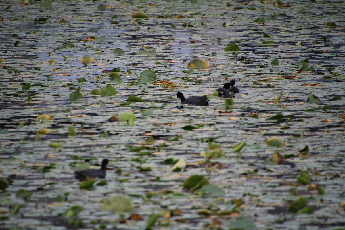 amerikasothøne - ML624136423