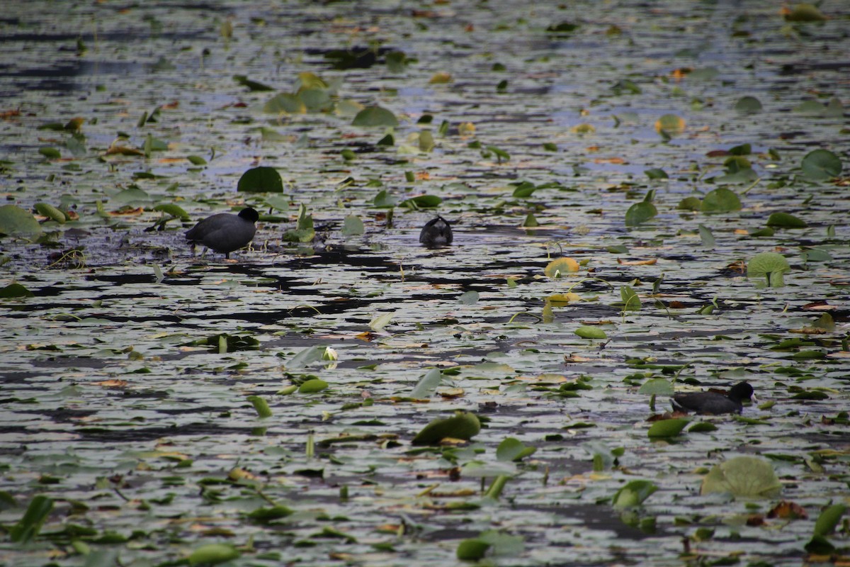 amerikasothøne - ML624136426