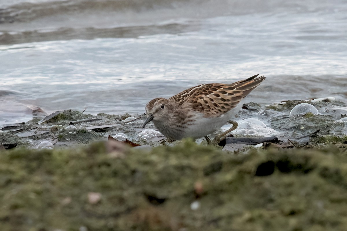 pygmésnipe - ML624136428