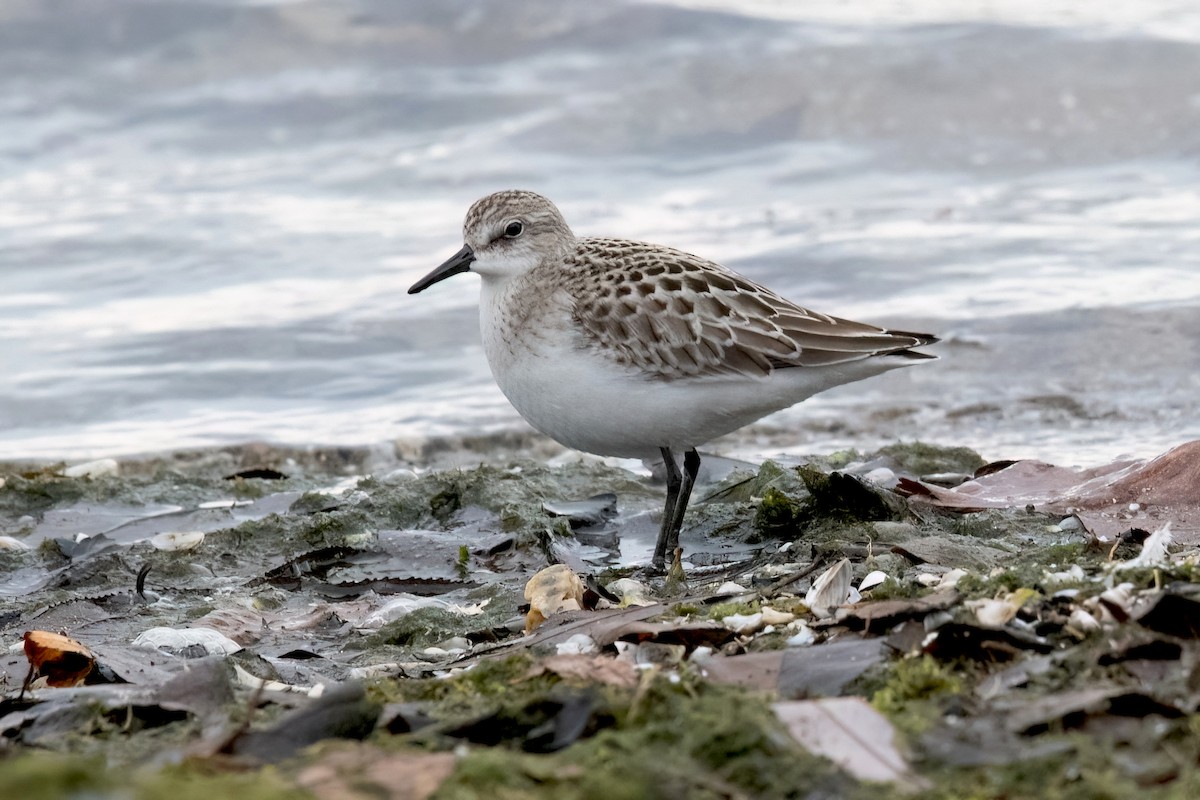 sandsnipe - ML624136431