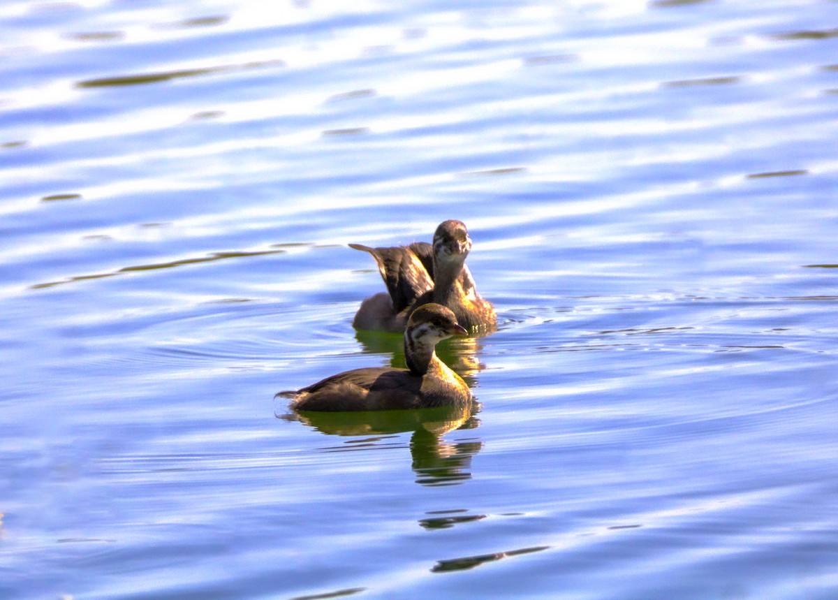 Pied-billed Grebe - Don Carney